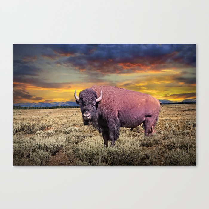 American Bison the National Mammal of the USA in Yellowstone National Park Canvas Print