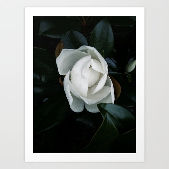 Becoming - Southern Magnolia Art Print