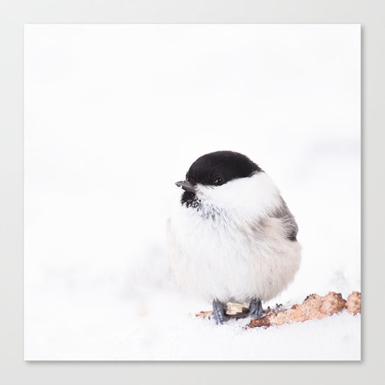 Cute Willow Tit sitting in the snow Canvas Print