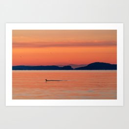 A Common Loon Swimming Across an Orange Sunset on the Puget Sound Art Print
