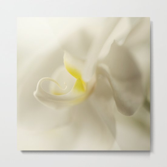 Silky Touch - beautiful orchid flower Metal Print