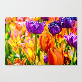 Colorful tulip flowers Canvas Print
