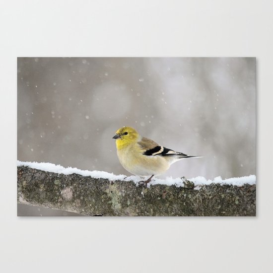 Winter Goldfinch Canvas Print