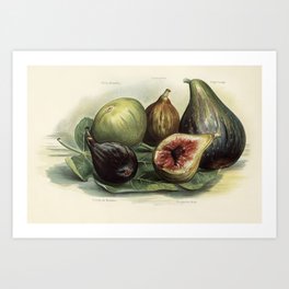Vintage illustration of figs digitally enhanced from our own vintage edition of The Fruit Grower's G Art Print | Vector, Vegetarian, Fig, Diet, Healthy, Botanical, Sketch, Organic, Exotic, Nature 