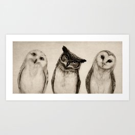 The Owl's 3 Kunstdrucke | Graphite, Curated, Owls, Nature, Drawing, Owl, Ink Pen, Illustration, Animal 