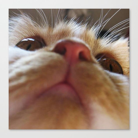 Funny Cute Cat Macro Eyes Canvas Print