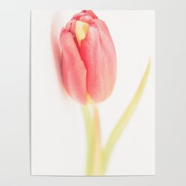 Tulips_02 Poster