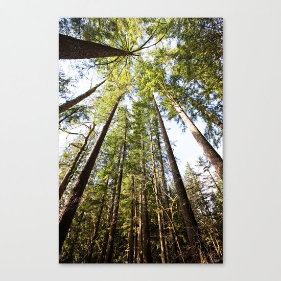 canopy Canvas Print