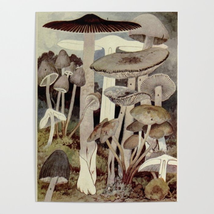 Vintage Mushroom Diagram Poster