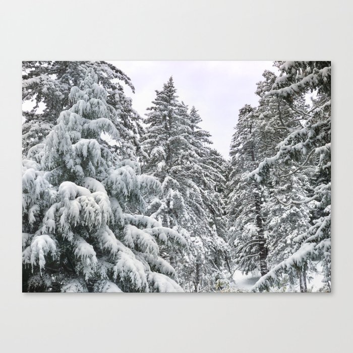 Among the Snowy Pines Canvas Print