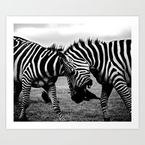 Let's Fight! // Wildlife Zebra Black Adn White Photography #society6 #art #prints Art Print