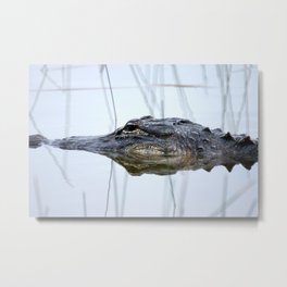 Alligator in the Everglades Metal Print | Animal, Everglades, Wildlife, Evergladesnationalpark, American, Underwater, Reptile, Tropical, Aquatic, Photo 