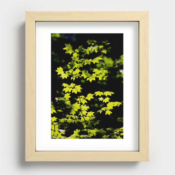 late summer sunny maple leaves Recessed Framed Print