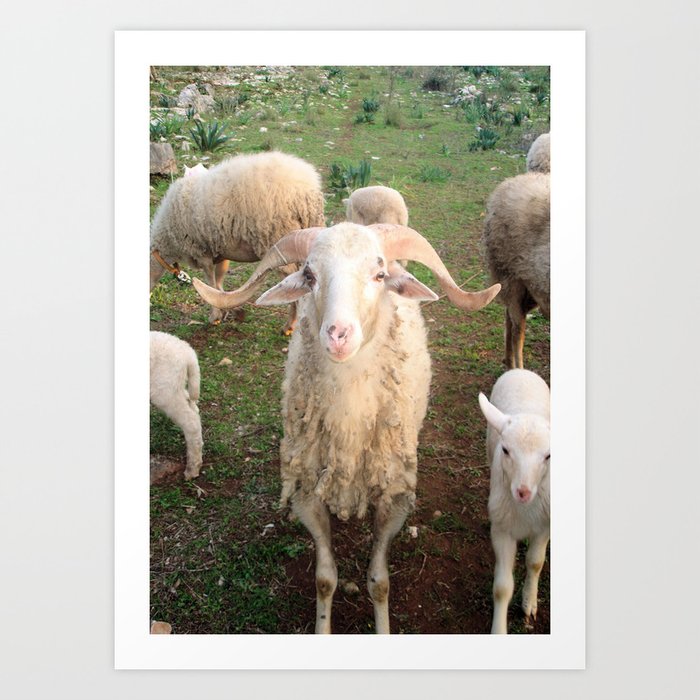 A Flock Of Sheep In A Rural Setting Art Print