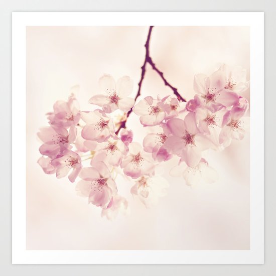 cherry blossoms Art Print