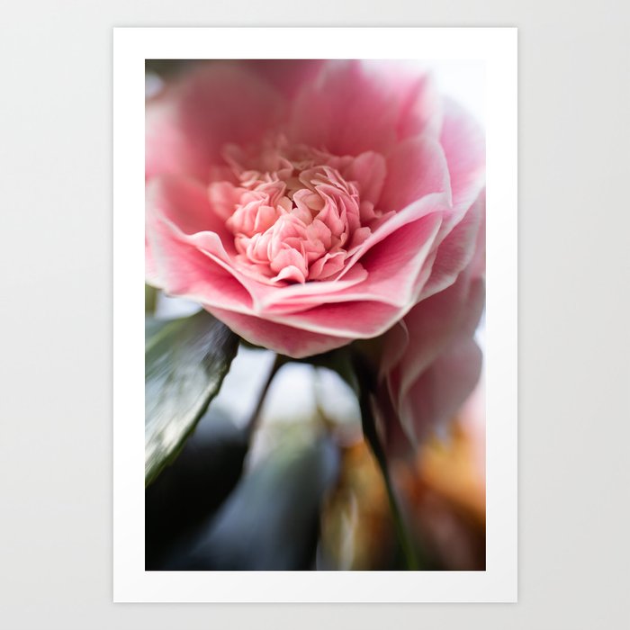 Pink Camellia Bloom Art Print