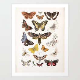 Vintage Butterfly Chart Drawing Graphic Print Art Print