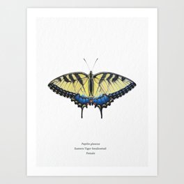 Eastern Tiger Swallowtail Scientific Illustration Art Print