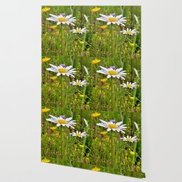 Wild daist flowers o the summer field with spider Wallpaper