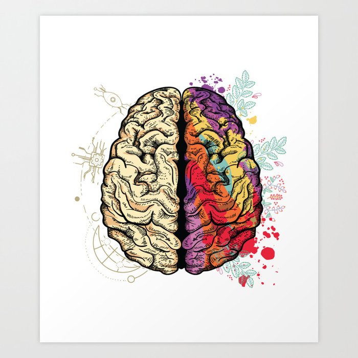 Intellectual/Creative Brain Anatomy  Art Print