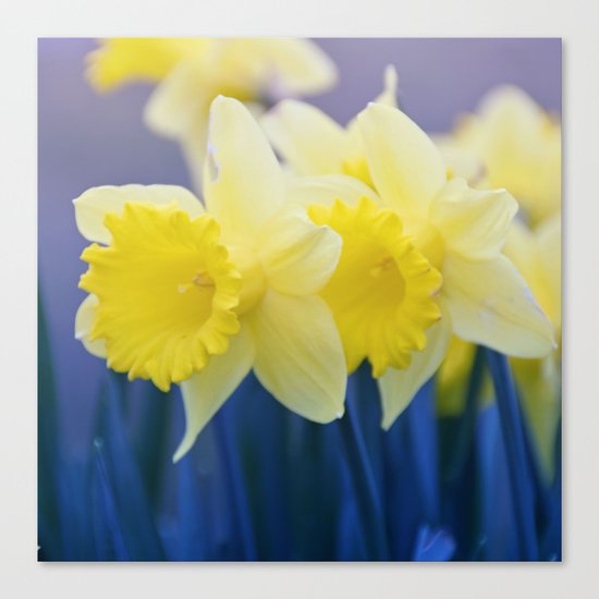 Yellow Narcissus #3 Canvas Print