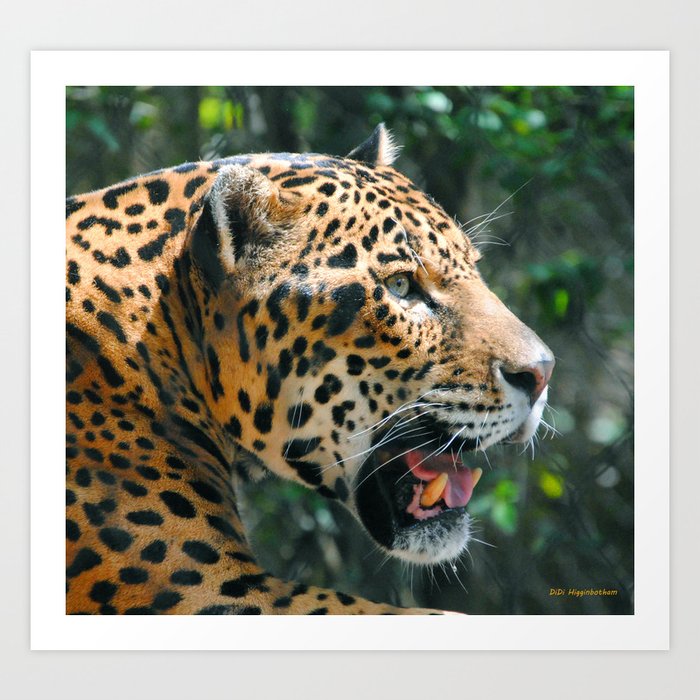 Jaguar in May Art Print