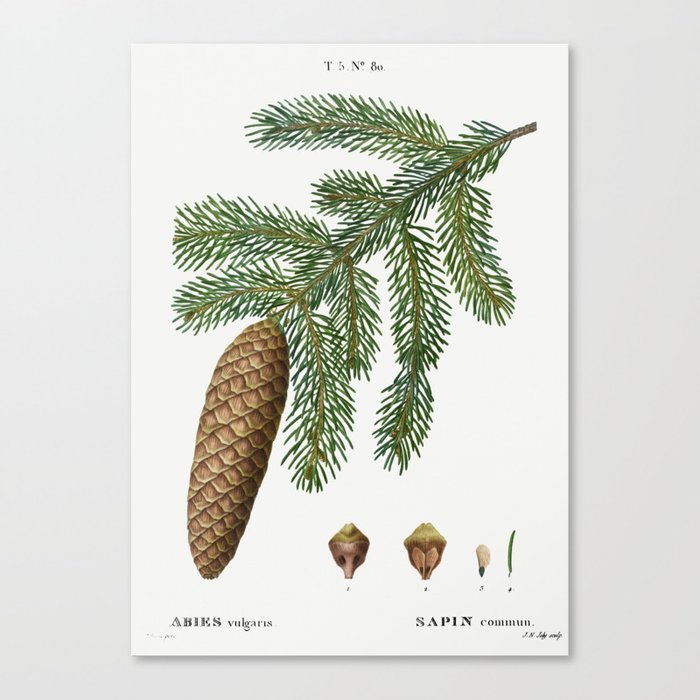 Norway spruce, Abies vulgaris from Traité des Arbres et Arbustes que l’on cultive en France en pleine terre (1801–1819)  Canvas Print