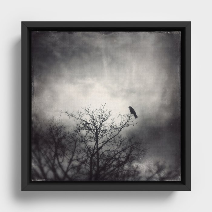 The Messenger - raven crow bird spirit animal black and white Framed Canvas