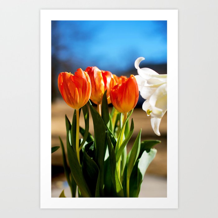 Orange Tulips Art Print