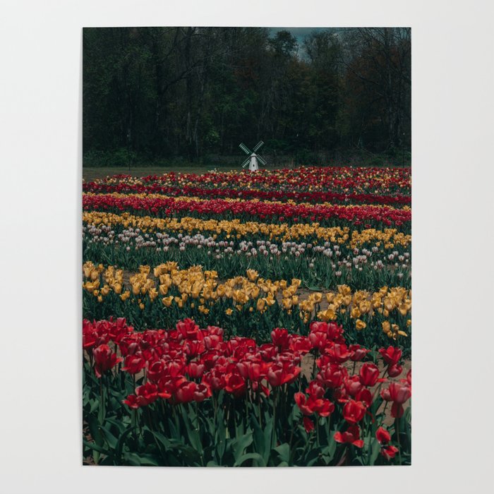 Tulip Town Poster