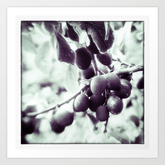 PLUMS Art Print