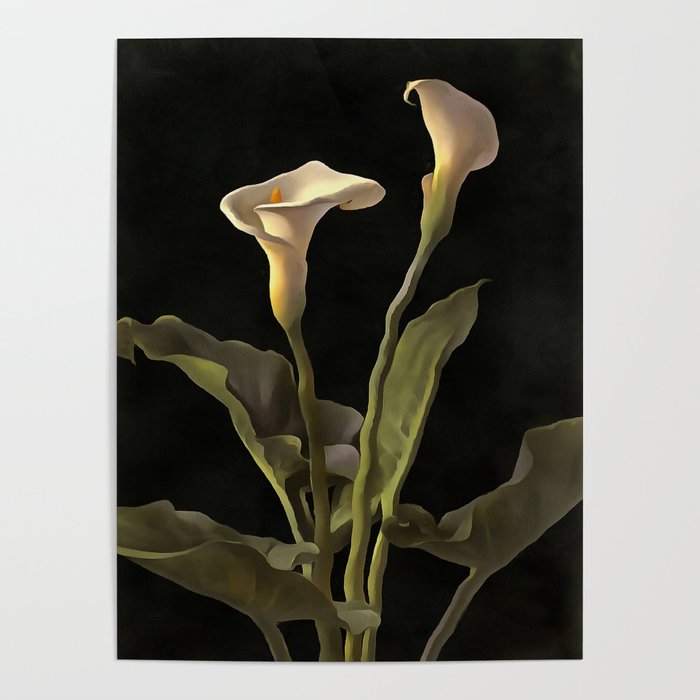 White Calla Lilies On A Black Background Poster