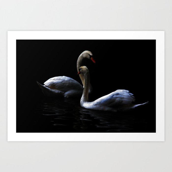 swans Art Print