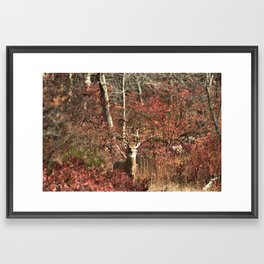 Autumn Buck Framed Art Print