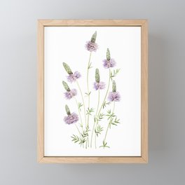purple prairie clover watercolor  Framed Mini Art Print