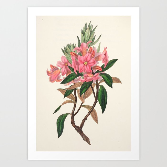 Rusty-leaved rhododendron from "The Moral of Flowers" (1833) by Rebecca Hey Art Print | Painting, Nature, Botany, Flowers, Gardening, Vintage