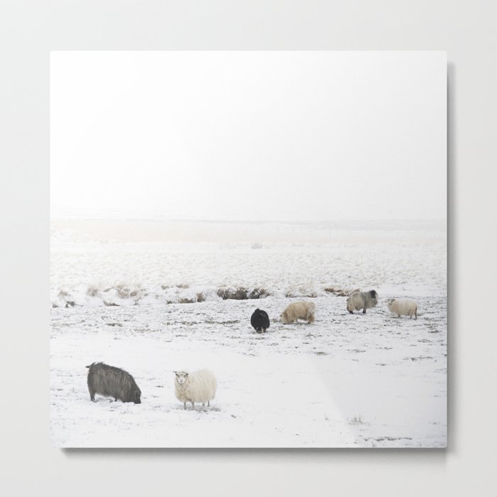 Icelandic Sheep IIII Metal Print
