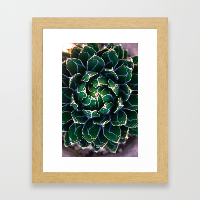 Queen Victoria's Agave Plant Framed Art Print