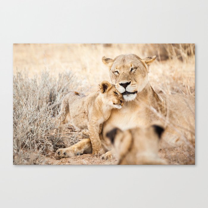 Lioness and a cub cuddling together; fine art travel photo Canvas Print
