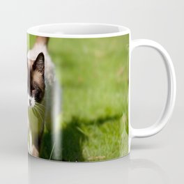 cat squinting grass siamese walking sunshine Coffee Mug