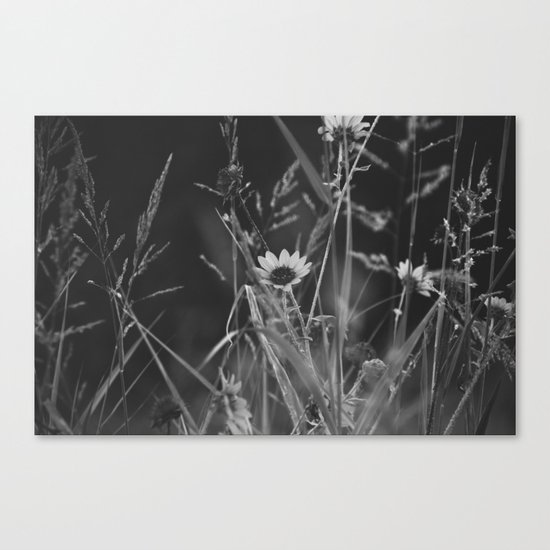 roadside wildflowers Canvas Print