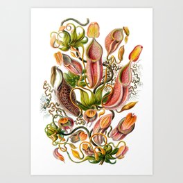 Ernst Haeckel Nepenthaceae Pitcher Plant Art Print