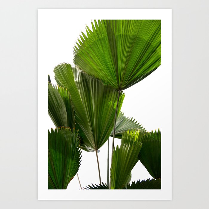 Palm Tree Photography | Landscape | Palm Leaf | Tropical Leaves | Green Tropical Leaves Art Print