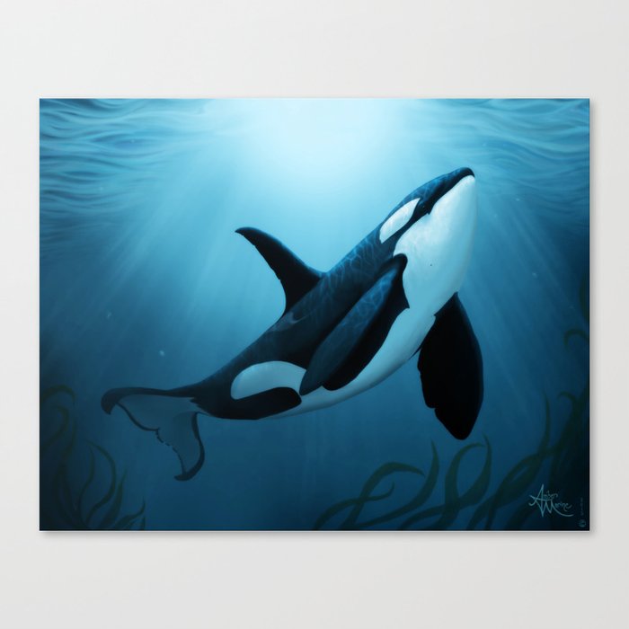 "The Dreamer" by Amber Marine ~ Orca / Killer Whale Art, (Copyright 2015) Canvas Print
