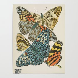 Butterfly Scientific Illustration by E.A. Seguy, 1925 #12 Poster