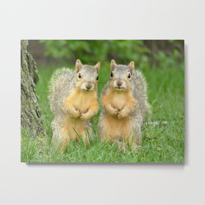 Squirrels-Brothers Metal Print