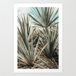 Coastal Morning - palmetto botanical leaf photograph Art Print