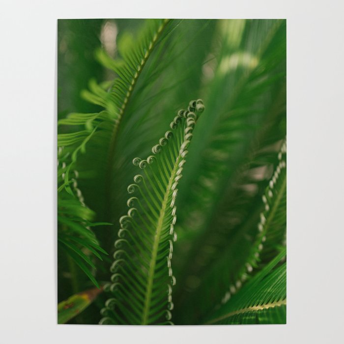 fern composition no. 1 Poster