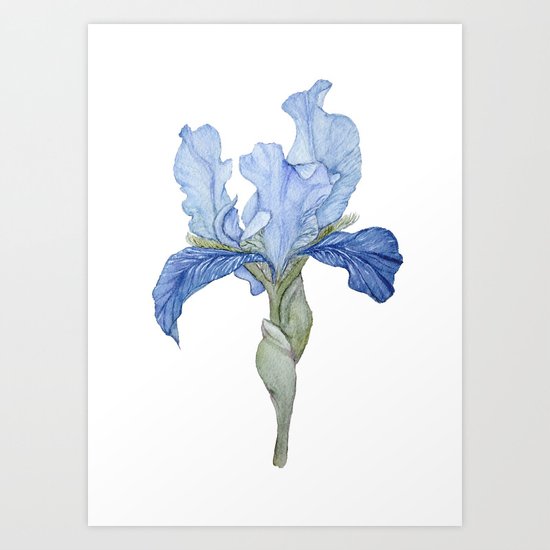 Blue Bearded Iris Art Print By Katlynsnest Society6