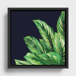 Calathea Ornata Leaves Framed Canvas